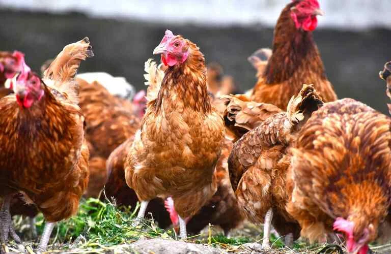 地鶏の美味しさをお届け | 通販の炭火焼きなら英彦岳食堂